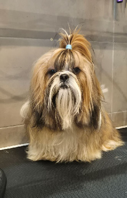 Étalon Shih Tzu - Very nice du chateau d'o-riant