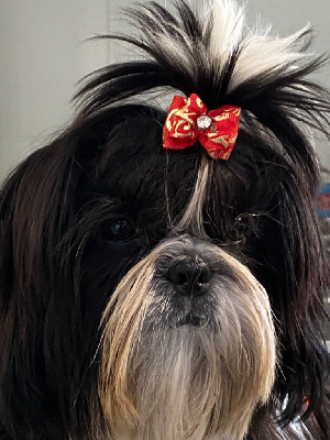 Étalon Shih Tzu - A little boy des Matins Du Pech