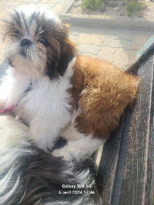 Étalon Shih Tzu - Vanina jolie de la vallée aux mille fleurs