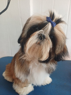 Étalon Shih Tzu - Apple-pie marcq aux poils