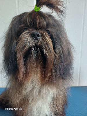 Étalon Shih Tzu - Vegas de Gael le Tensorer