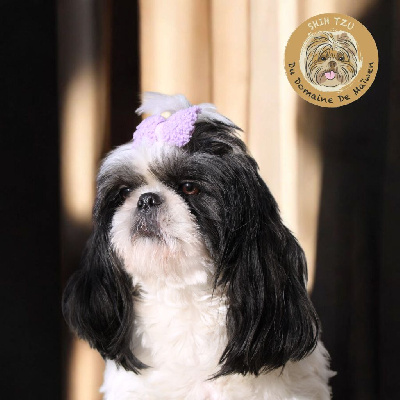 Étalon Shih Tzu - Tutti frutti tess Des Merveilles Du Mas