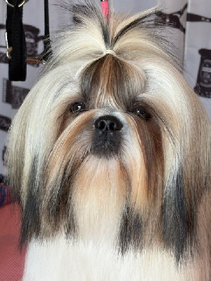 Étalon Shih Tzu - Vangelis des Amours de Pyrène