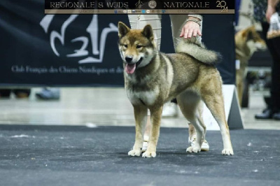 Étalon Shikoku - V' minomi - saori Nihon No Inu