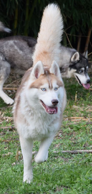 Étalon Siberian Husky - Tala (Sans Affixe)