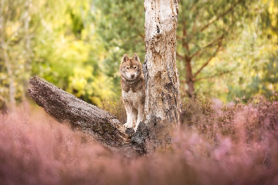 Étalon Siberian Husky - Vade retro satanas Of Moonlight's Rhapsody