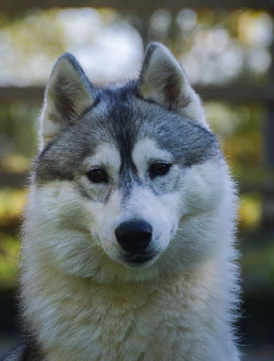 Étalon Siberian Husky - Unity Of City Dream's