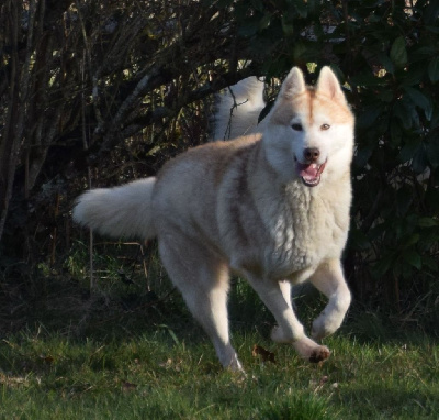 Étalon Siberian Husky - Shook (Sans Affixe)