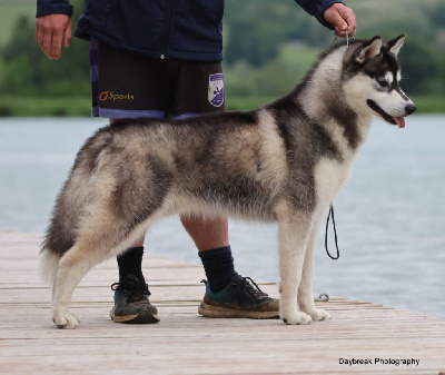 Étalon Siberian Husky - Viking ragnar de Daybreak Northern