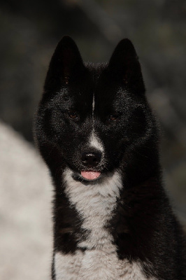 Étalon Siberian Husky - *jinx* volga Des Legendes Du Triskel