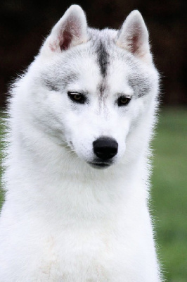Étalon Siberian Husky - Vyper's venom Des Sarmentins
