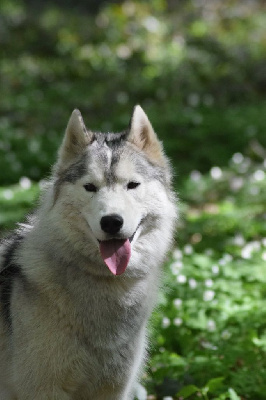 Étalon Siberian Husky - Uno's rules De La Comté Des Loups