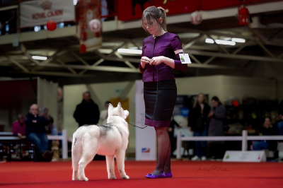 Étalon Siberian Husky - Victor Of cool water