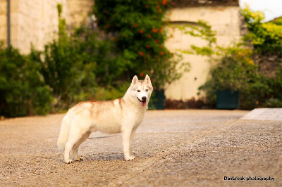 Étalon Siberian Husky - husqvarna King's ginger