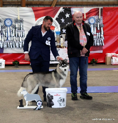 Étalon Siberian Husky - Above the sky de Daybreak Northern