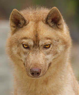 Étalon Siberian Husky - Valar morghulis missandei Of Umok's Dreams