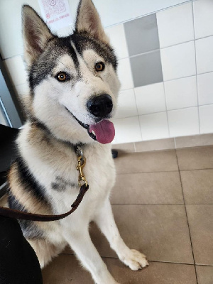 Étalon Siberian Husky - CH. Vally De L'aube Sibérienne