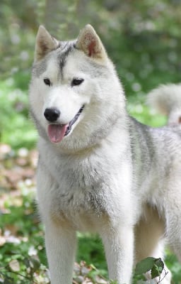 Étalon Siberian Husky - Ultim choice De La Comté Des Loups