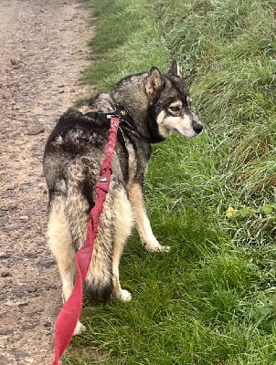 Étalon Siberian Husky - Roots De La Fleur De Lys De La Ternoise