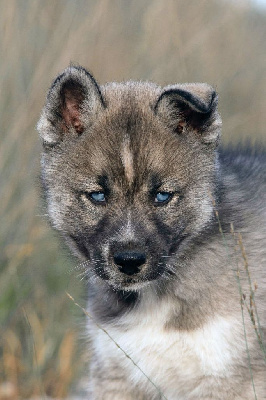 Étalon Siberian Husky - Angel Zorsky
