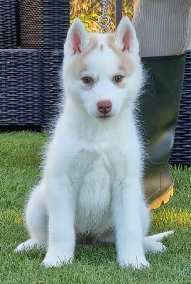 Étalon Siberian Husky - Artic sun of nashkaia