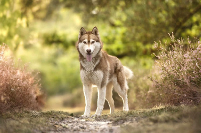 Étalon Siberian Husky - Tanka aloa Arkouna Dream's