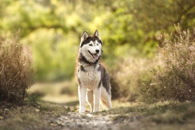 Étalon Siberian Husky - Valmy Of The Northern Moon