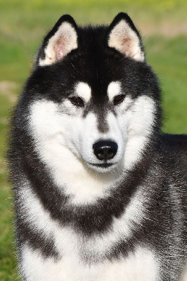 Étalon Siberian Husky - Uniq spirit in my kingdom Of cold winter nights