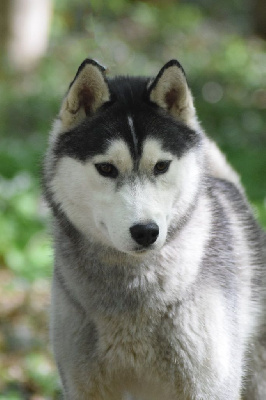 Étalon Siberian Husky - Urban legend De La Comté Des Loups