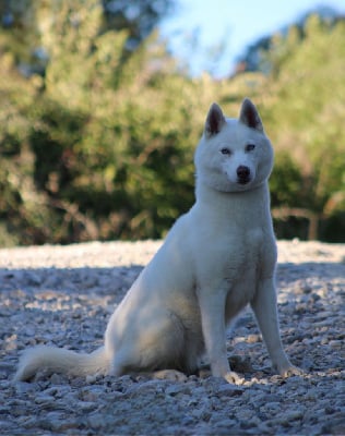 Étalon Siberian Husky - helen dogstyle Zina