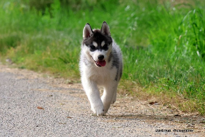 Étalon Siberian Husky - Vodka black honey de Daybreak Northern