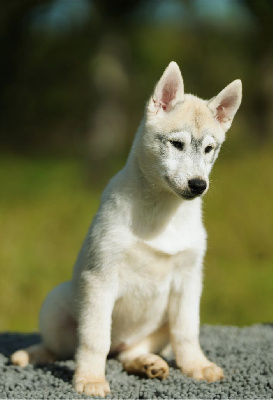 Étalon Siberian Husky - Aïnhoa Of Wolf Legend's Never Die