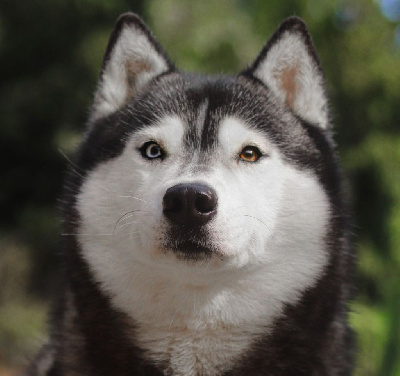 Étalon Siberian Husky - Eluna Lupu Di Castagniccia