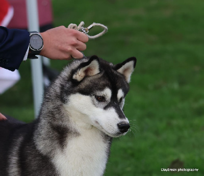 Étalon Siberian Husky - Victolma secret love de Daybreak Northern