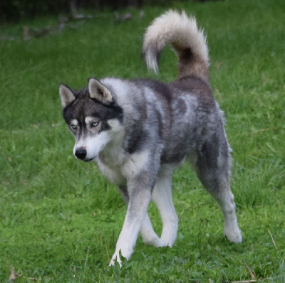 Étalon Siberian Husky - Liubov's Spartacus