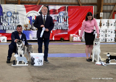 Étalon Siberian Husky - Above thye mist de Daybreak Northern
