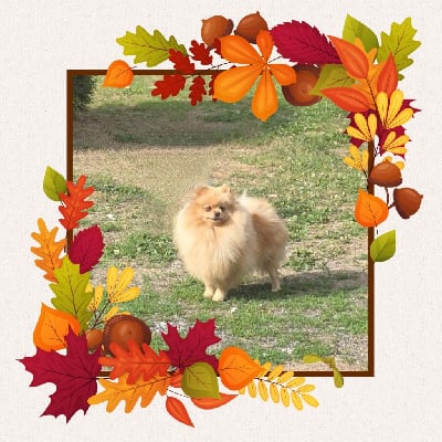 Étalon Spitz allemand - Vdina du jardin de Mesoz