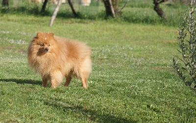 Étalon Spitz allemand - S rad des Seigneurs de la Vallée de l'Isle