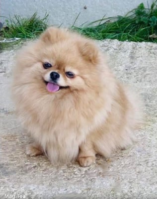 Étalon Spitz allemand - Nicole silver dream (Sans Affixe)