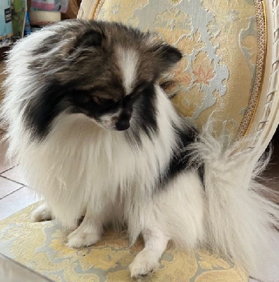 Étalon Spitz allemand - Vito pom-connection