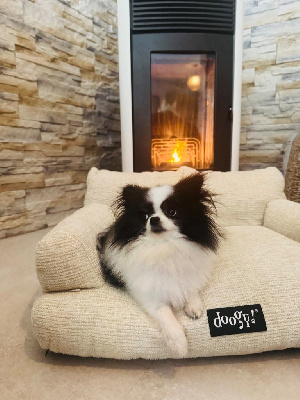 Étalon Spitz allemand - Taiga de l’alpha d’abydos