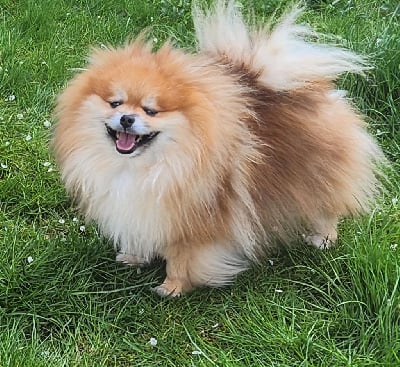 CH. Floryartpom's tyke Jardin de la Petite Etoile