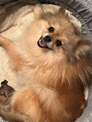 Étalon Spitz allemand - Salsa (Sans Affixe)