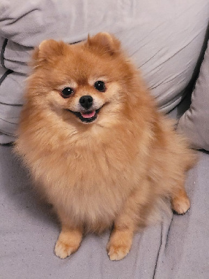 Étalon Spitz allemand - Diksi smolgiv