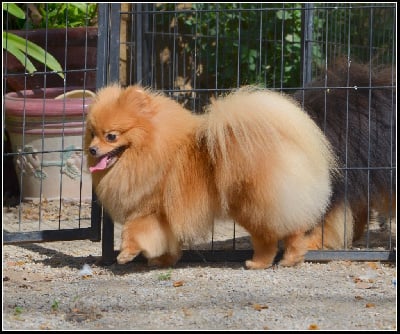 Étalon Spitz allemand - Crazy Charms Tokyo