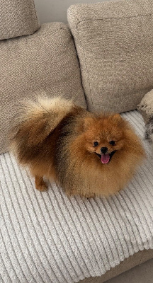 Étalon Spitz allemand - Crazy Charms Vasko