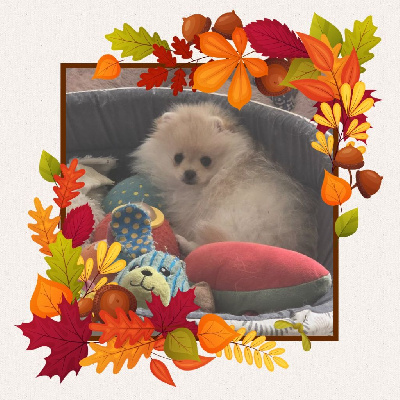 Étalon Spitz allemand - Alizee de brachy-blanche