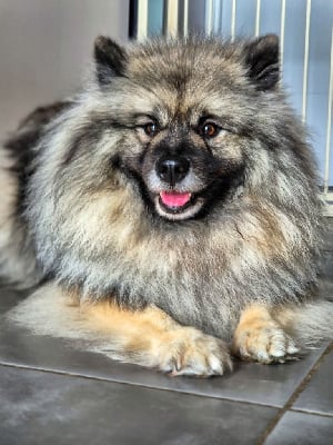 Étalon Spitz allemand - Sheyenne Of Sweet Fluffy Tails