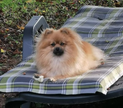 Étalon Spitz allemand - Tess De L'Eden De Bragi