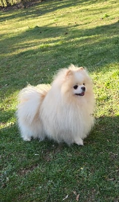 Étalon Spitz allemand - S'rampage du lunoxa